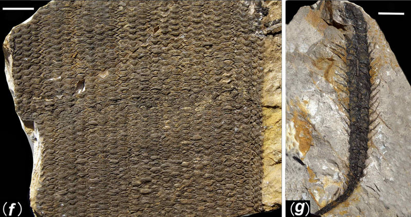 Illustration for article titled First Photos of China's 298-Million-Year-Old Buried Forest